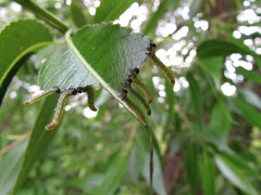Pristiphora conjugata