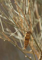 Amicta quadrangularis