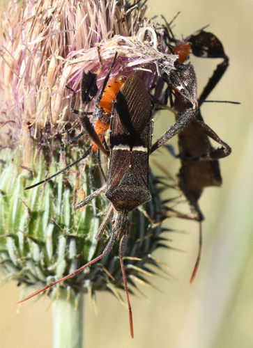 Eastern Leaf-footed Bug, photo 3 of 7