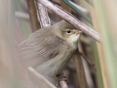 Acrocephalus scirpaceus
