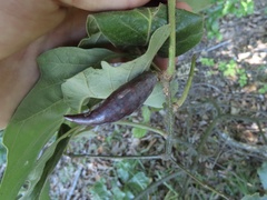 Amphibolips acuminata