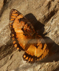 Byblia anvatara