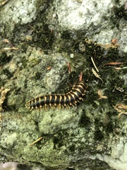 Rudiloria