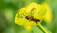 Polytribax contiguus