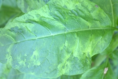 Pokeweed mosaic virus