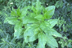 Pokeweed mosaic virus