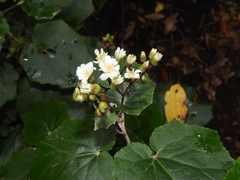 Pericallis appendiculata image