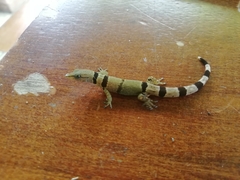 Sphaerodactylus homolepis