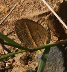 Brakefieldia perspicua