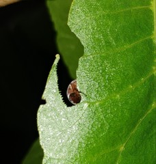 Maladera insanabilis