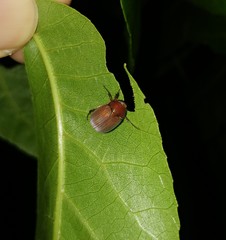 Maladera insanabilis