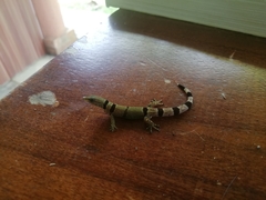 Sphaerodactylus homolepis