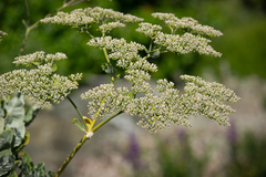 Eriogonum giganteum