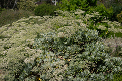 Eriogonum giganteum