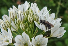 Andrena