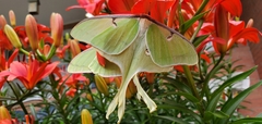 Actias luna