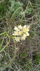 Melanthiaceae