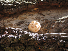 Calbovista subsculpta