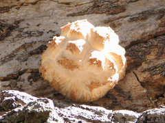 Calbovista subsculpta