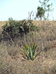 Chlorophytum capense