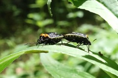 Cosmopepla conspicillaris