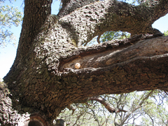 Calbovista subsculpta