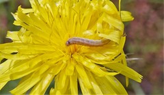 Lepidoptera