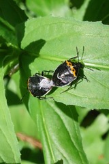 Cosmopepla conspicillaris