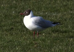 Chroicocephalus ridibundus