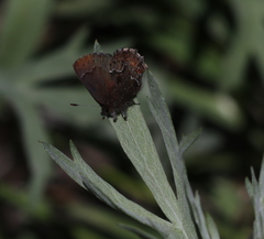 Callophrys mossii