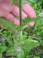 Sisymbrium loeselii