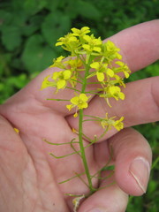Sisymbrium loeselii
