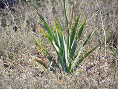Chlorophytum capense