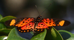 Pseudacraea boisduvalii