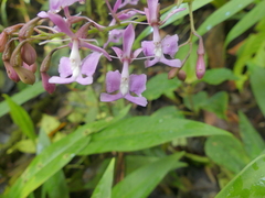 Epidendrum nanegalense