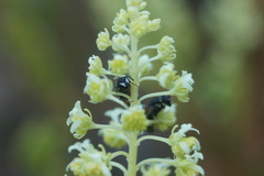 Hylaeus variegatus