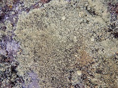 Rhizoplaca opiniconensis