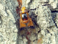 Volucella inflata