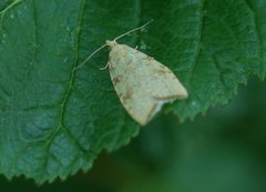 Aleimma loeflingiana