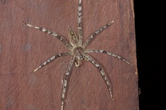 Heteropoda boiei