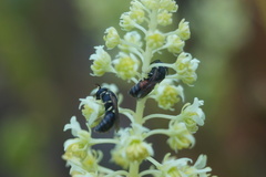 Hylaeus variegatus