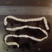 Beef Tapeworm - Photo (c) Nathan Reading, some rights reserved (CC BY-NC-ND)