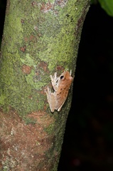 Leptomantis harrissoni