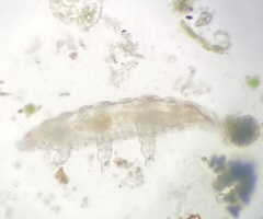 Eutardigrada