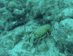 Panulirus penicillatus