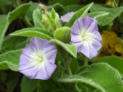 Convolvulus canariensis image