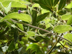 Convolvulus canariensis image