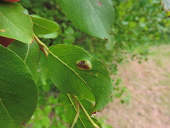 Euura bridgmanii