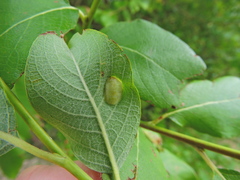 Euura bridgmanii
