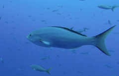 Cephalopholis colonus